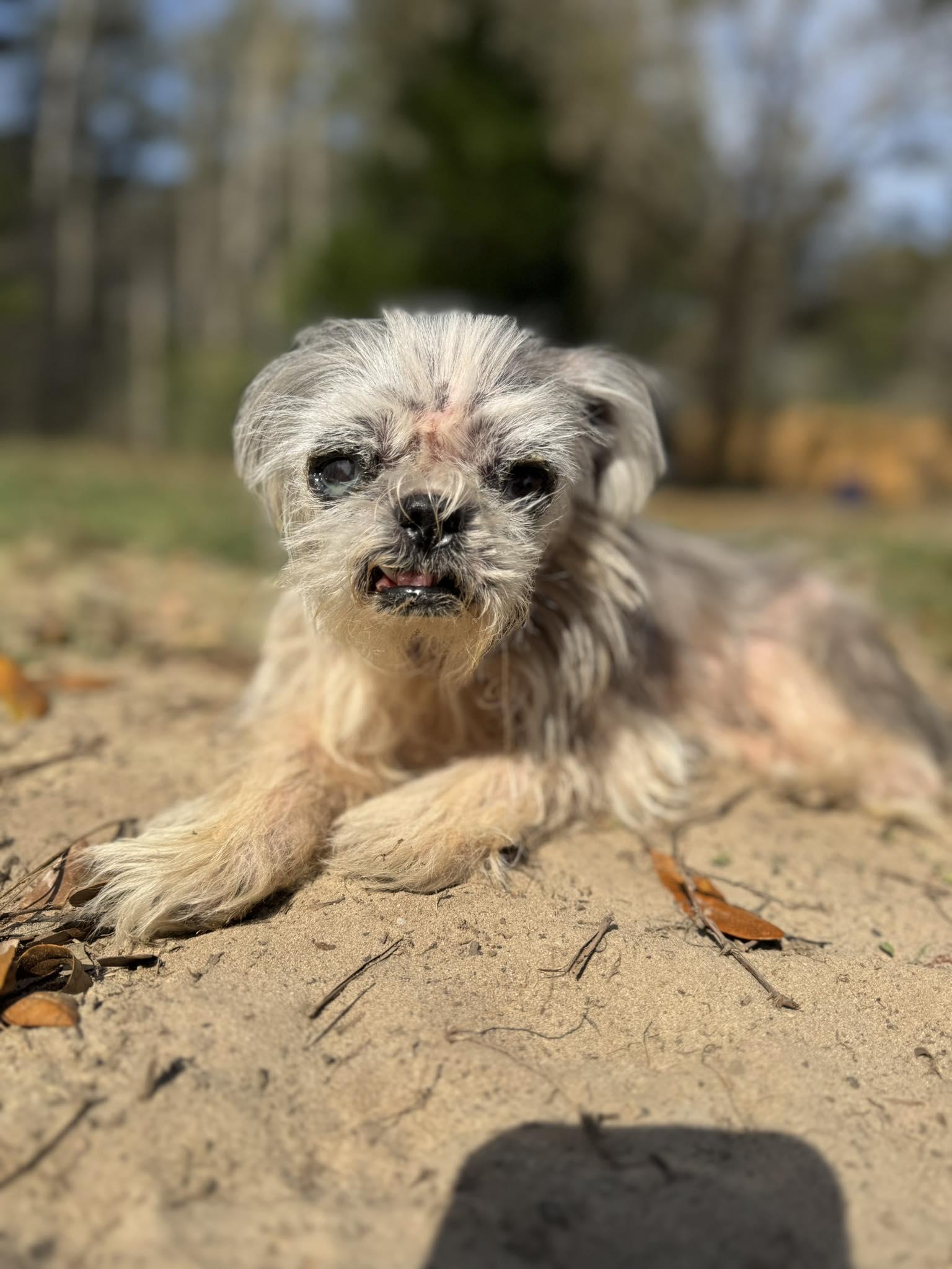 Leona-Hospice, Adoptable, Senior Female Shih Tzu.