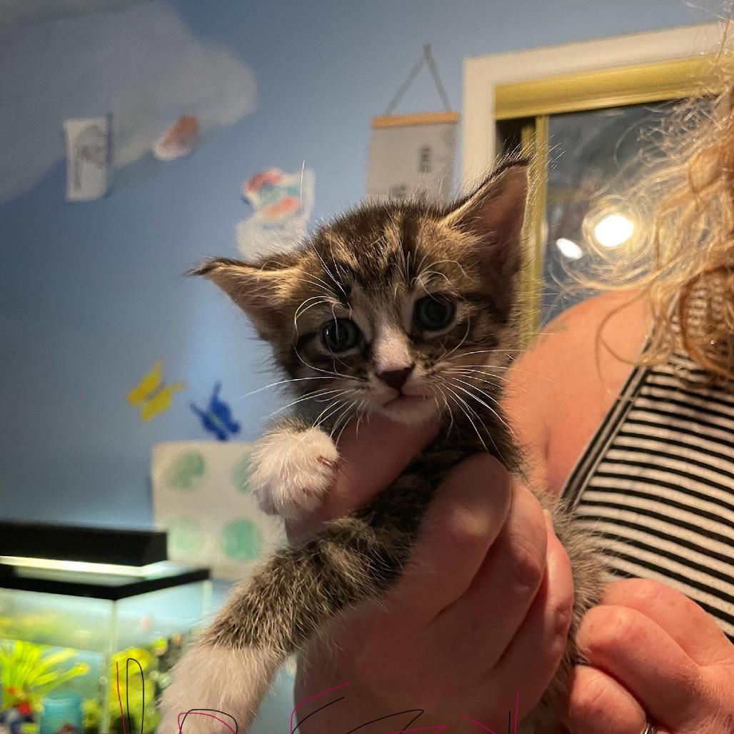 Nutmeg, Adoptable, Kitten Male Domestic Short Hair.