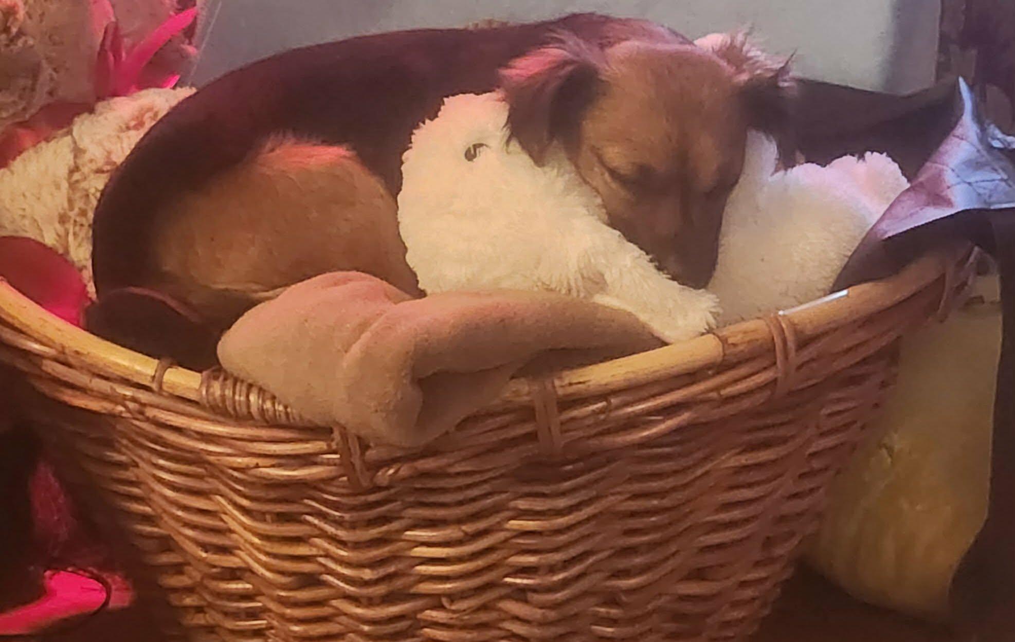 Enlarge Louise, an adoption pending mixed breed in Portland, OR image 4/6