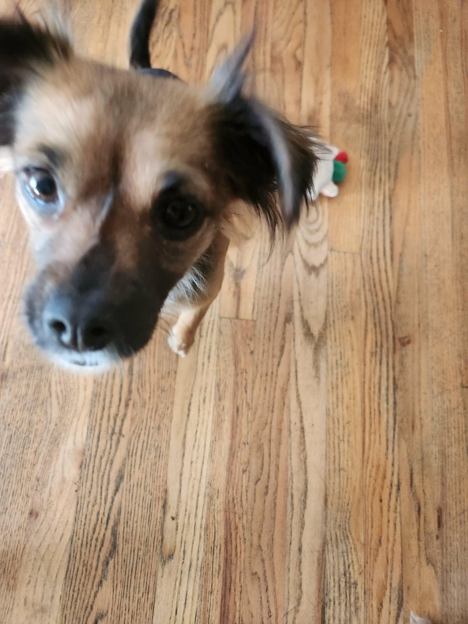 Enlarge Louise, an adoption pending mixed breed in Portland, OR image 6/6