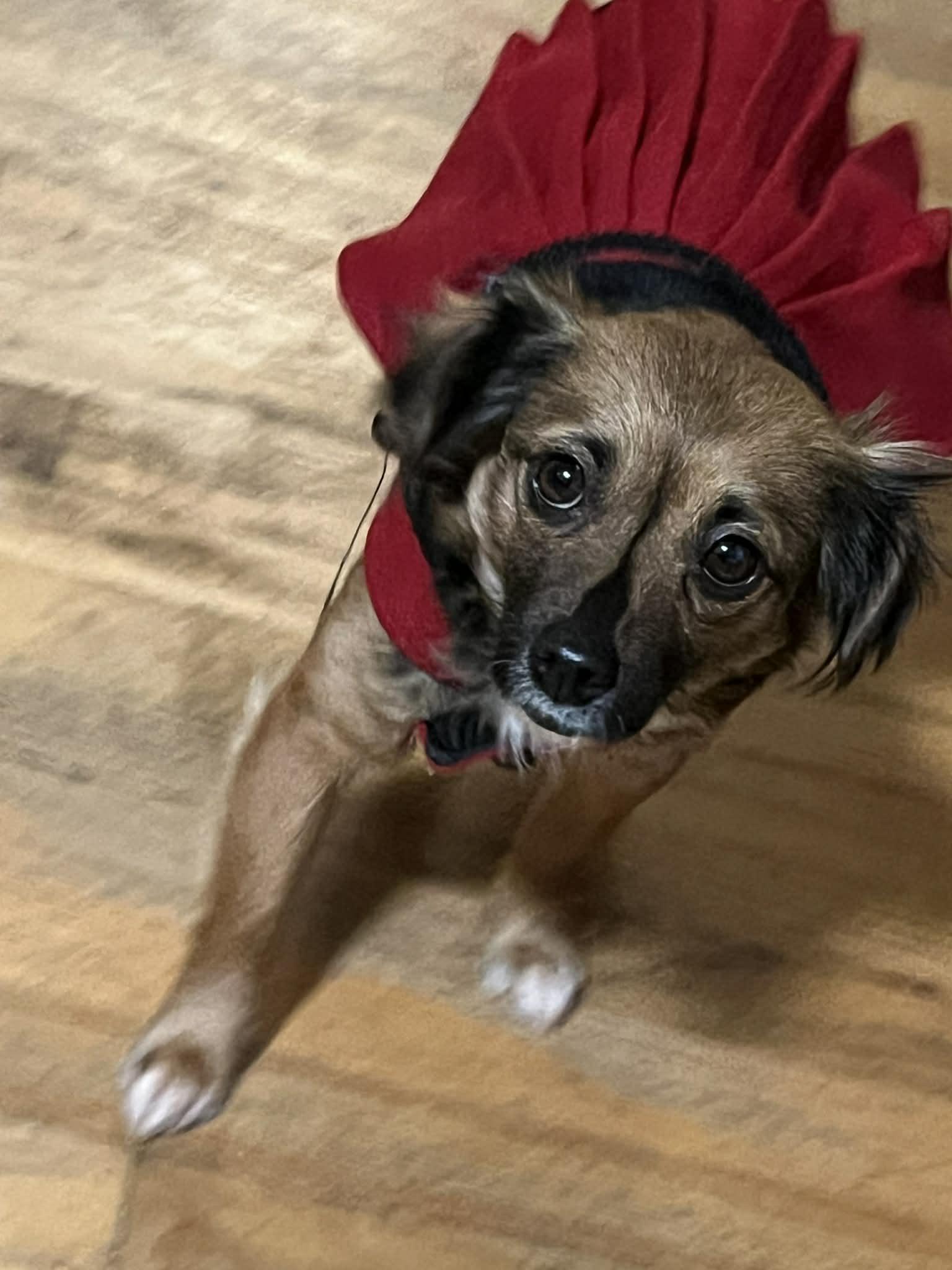 Enlarge Louise, an adoption pending mixed breed in Portland, OR image 2/6