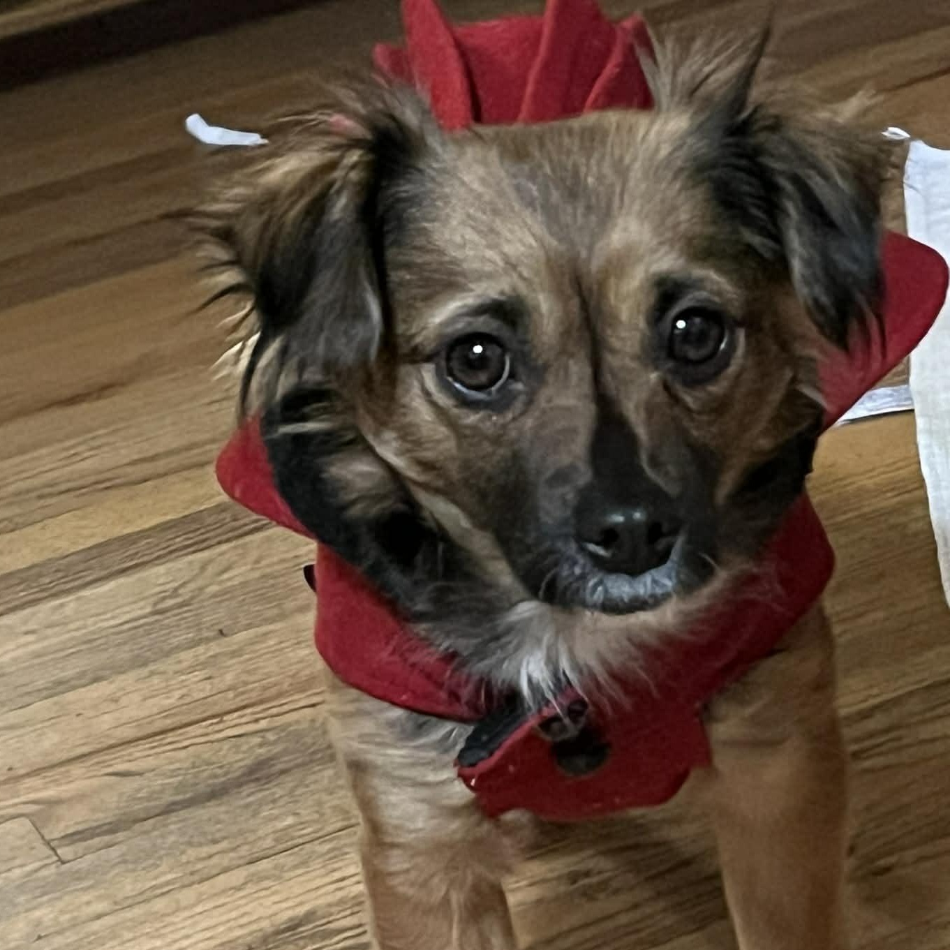 Enlarge Louise, an adoption pending mixed breed in Portland, OR image 1/6