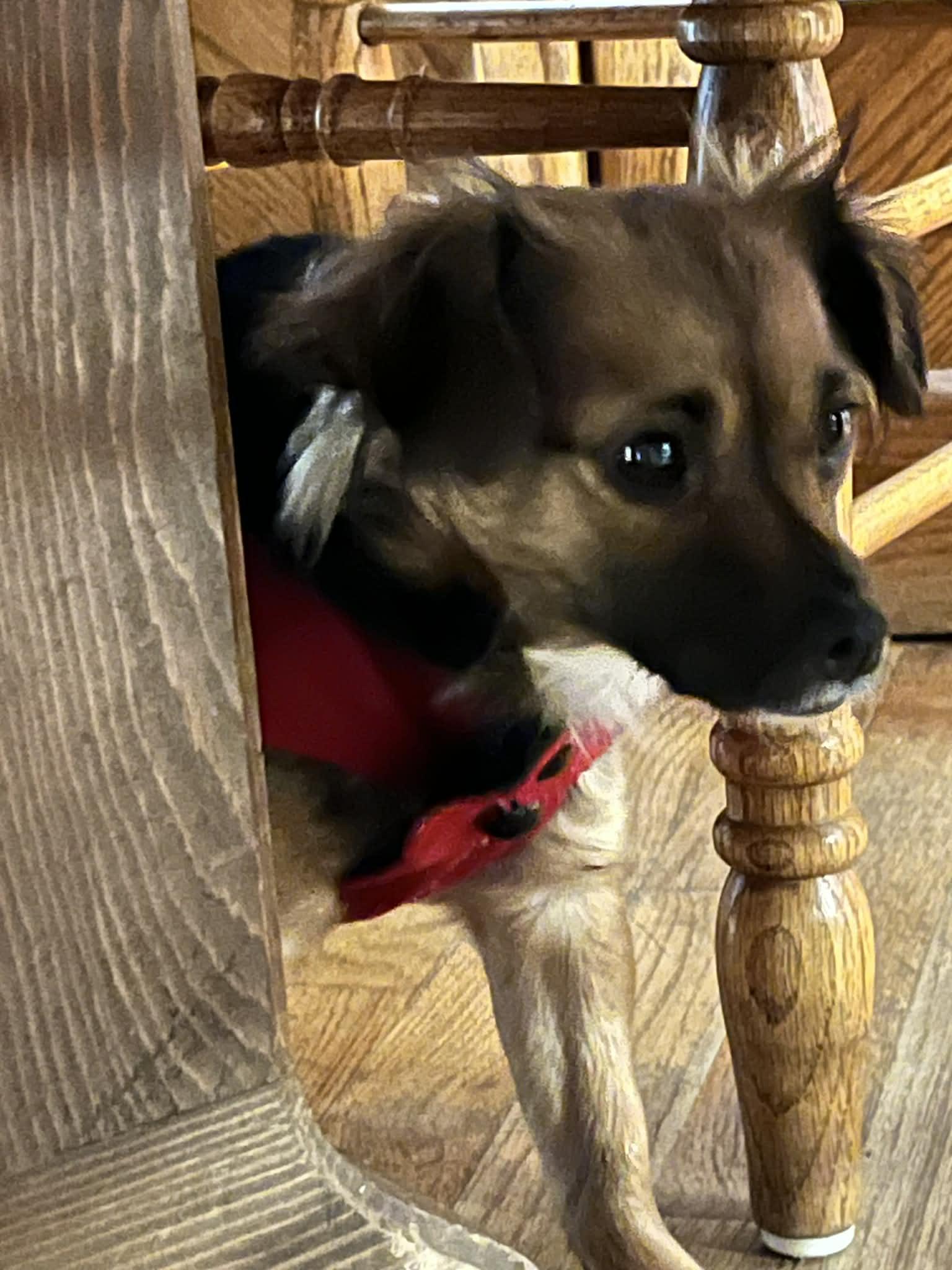 Enlarge Louise, an adoption pending mixed breed in Portland, OR image 3/6