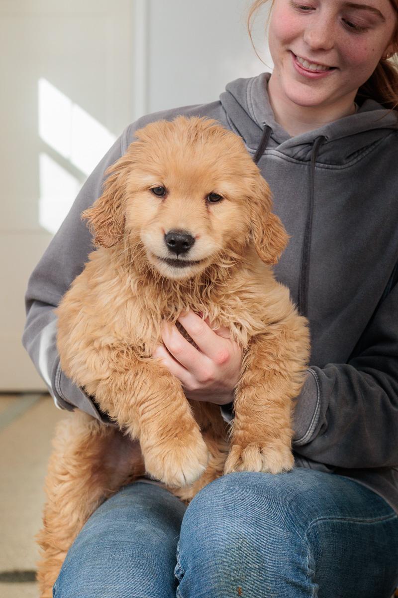 Anderson, adopted, Puppy Male Golden Retriever.