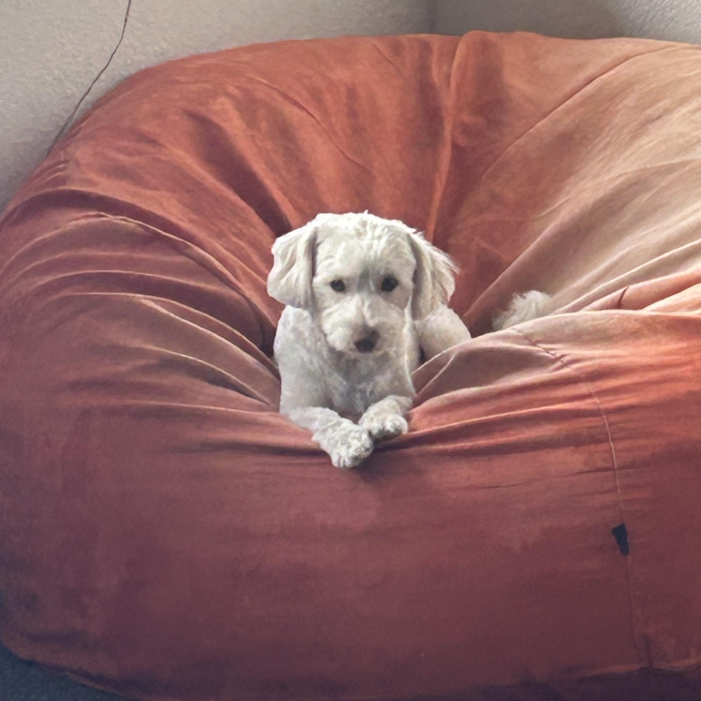 REGGIE, an adoptable Schnoodle, Terrier in Morgan Hill, CA, 95037 | Photo Image 6