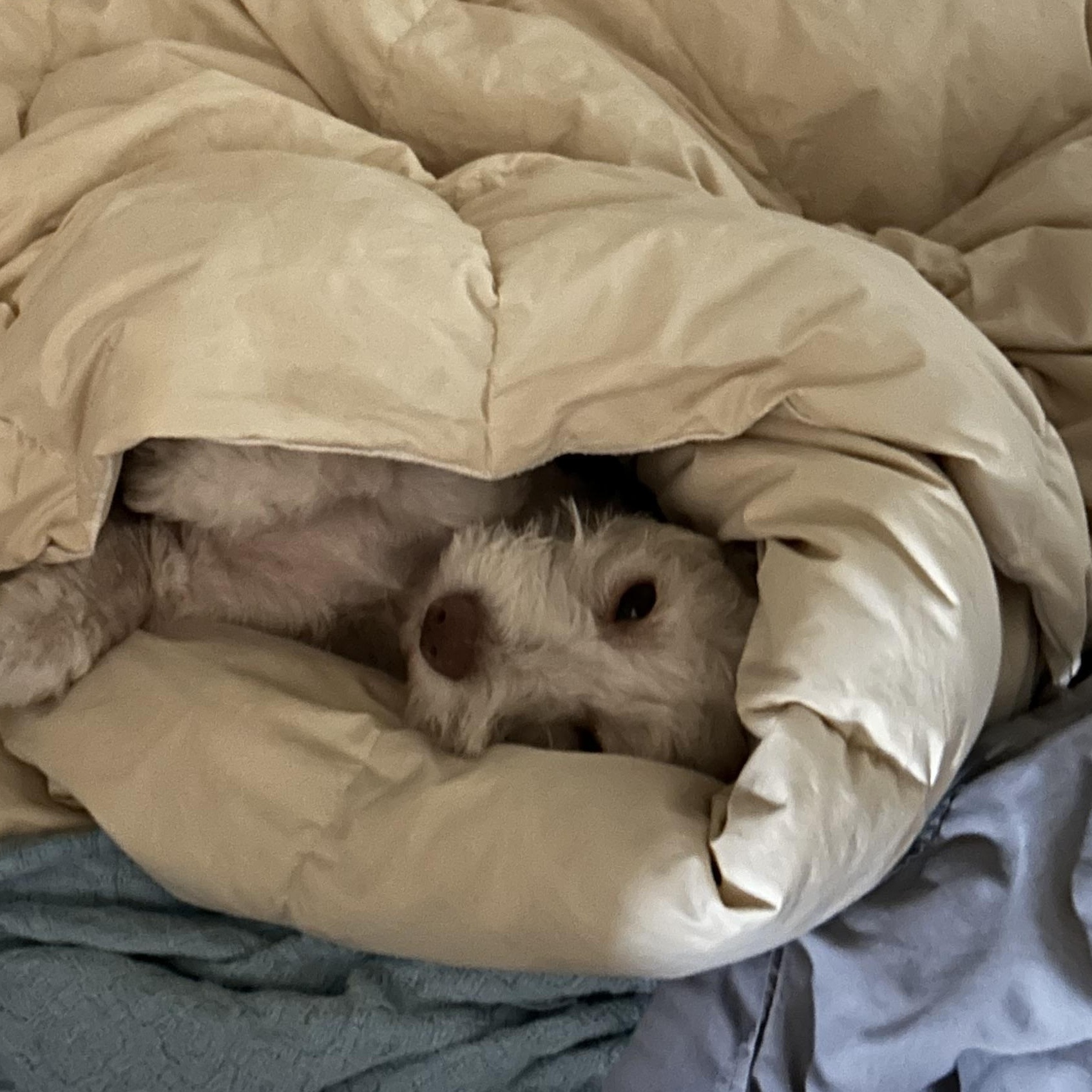 REGGIE, an adoptable Schnoodle, Terrier in Morgan Hill, CA, 95037 | Photo Image 5