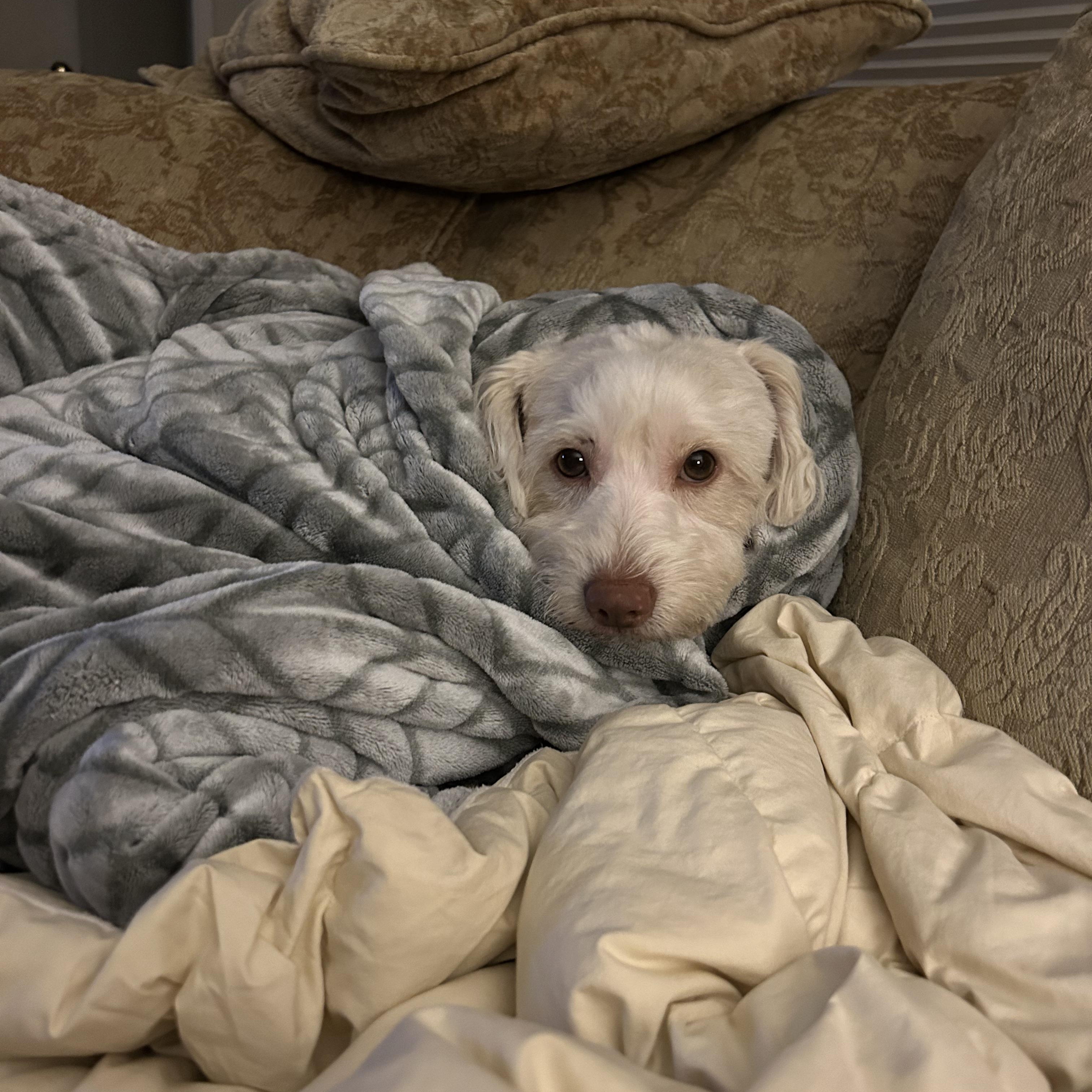 REGGIE, an adoptable Schnoodle, Terrier in Morgan Hill, CA, 95037 | Photo Image 4