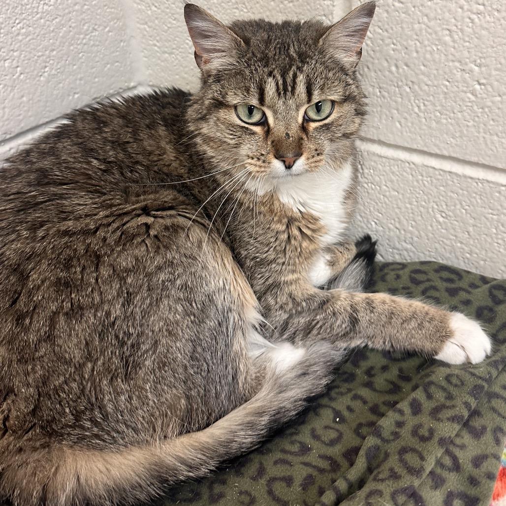 Nala, Adoptable, Adult Female Domestic Short Hair.