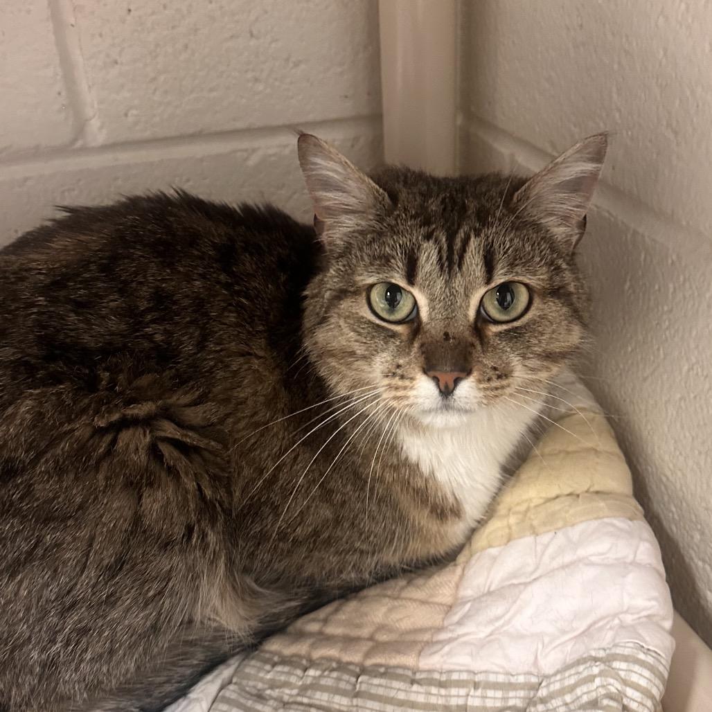 Enlarge Nala, a Adoptable Domestic Short Hair in Rocky Mount, VA image 2/6