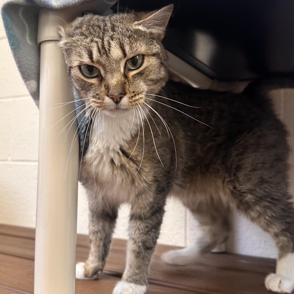 Enlarge Nala, a Adoptable Domestic Short Hair in Rocky Mount, VA image 3/6
