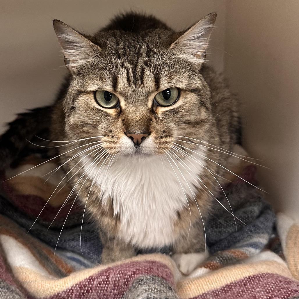 Enlarge Nala, a Adoptable Domestic Short Hair in Rocky Mount, VA image 4/6