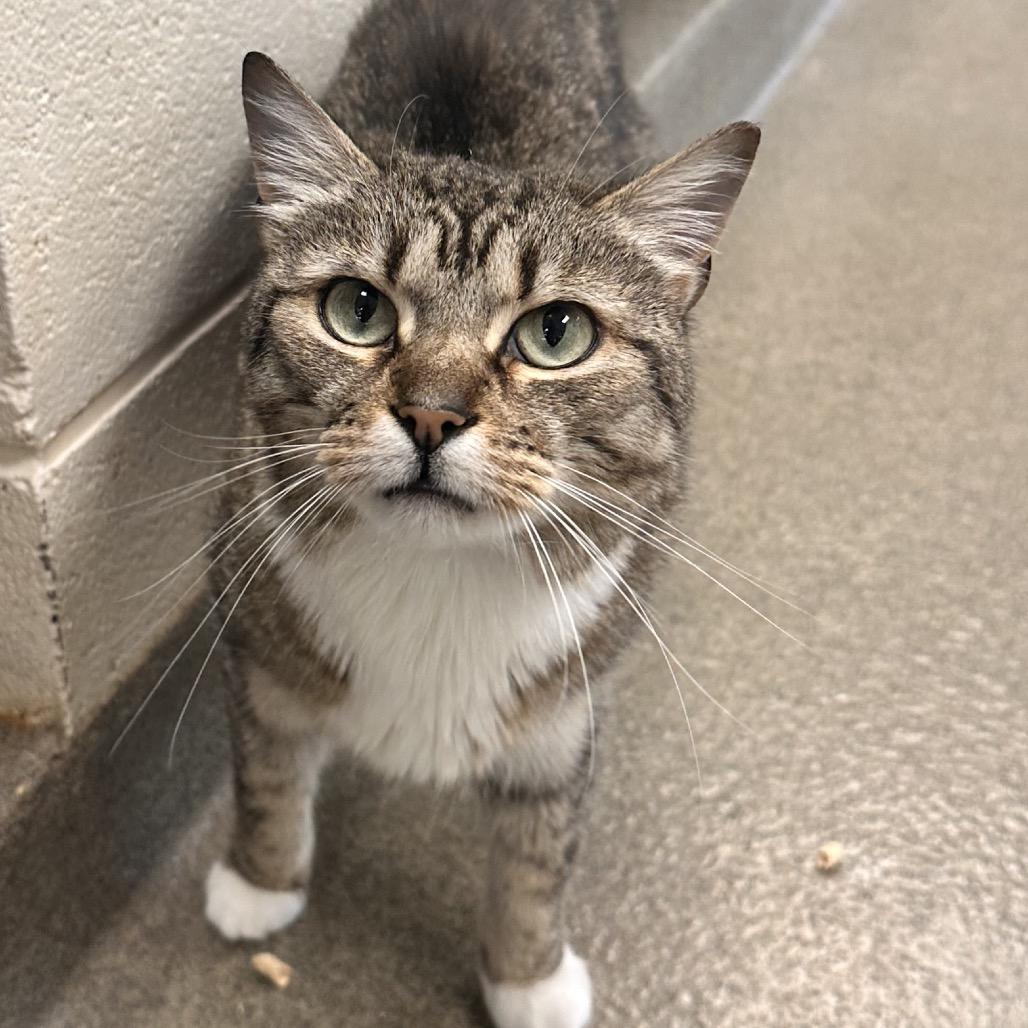 Enlarge Nala, a Adoptable Domestic Short Hair in Rocky Mount, VA image 5/6