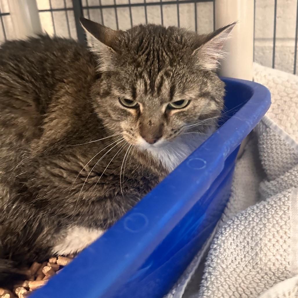Enlarge Nala, a Adoptable Domestic Short Hair in Rocky Mount, VA image 6/6