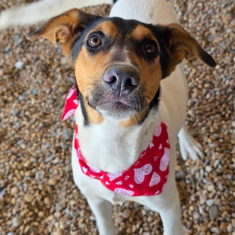 Enlarge Yeti, a ADOPTABLE mixed breed in Phenix City, AL image 2/4