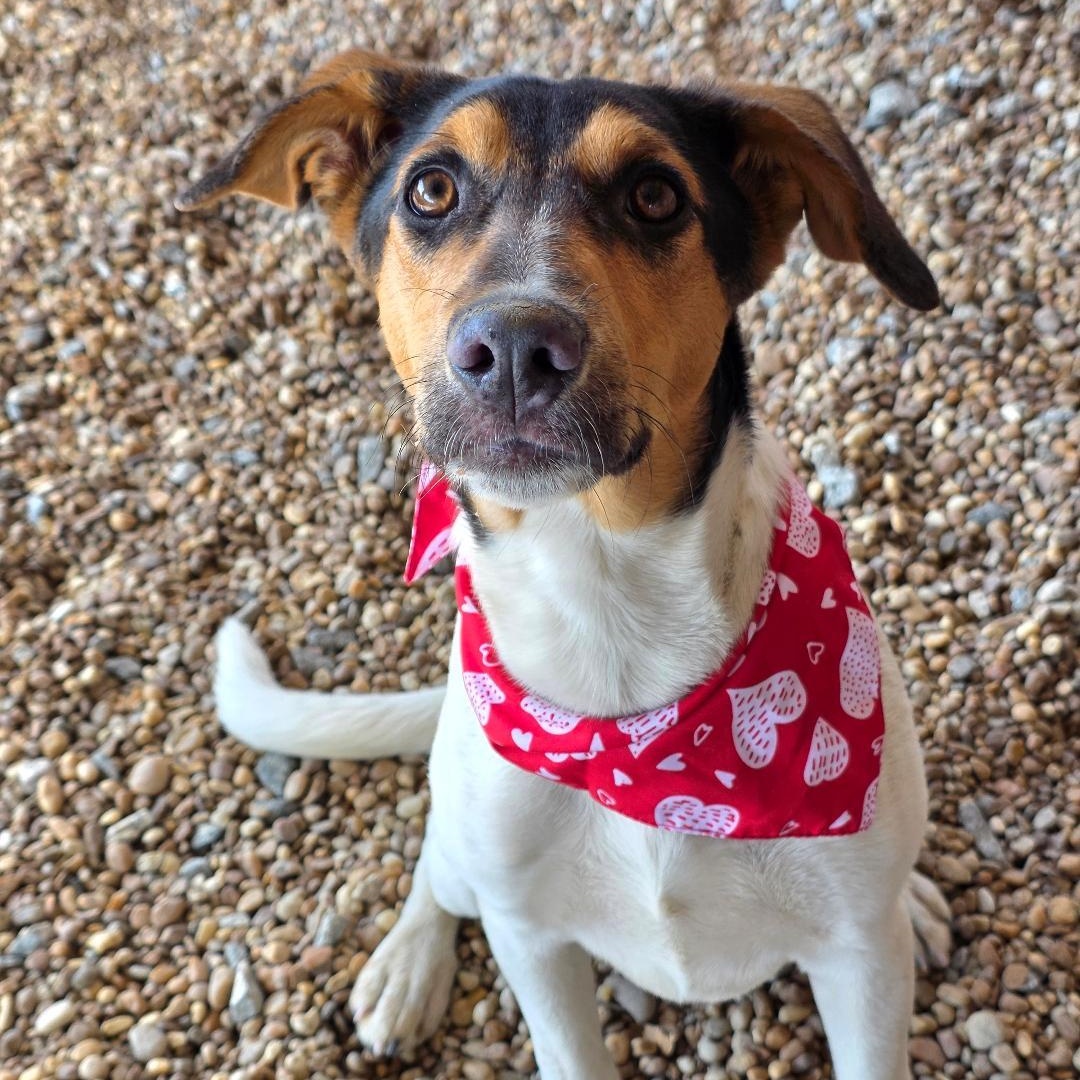 Yeti, ADOPTABLE, Young Female Hound.