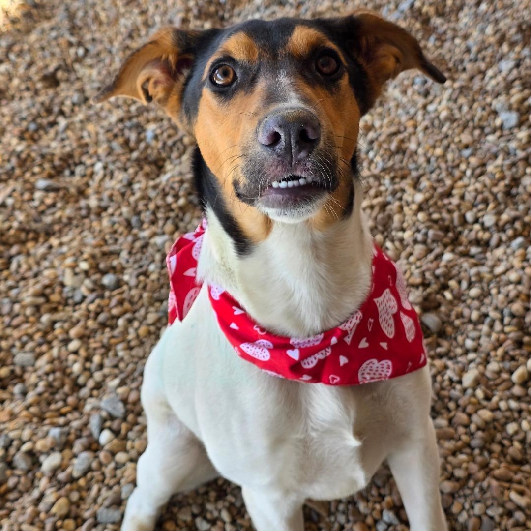 Enlarge Yeti, a ADOPTABLE mixed breed in Phenix City, AL image 3/4