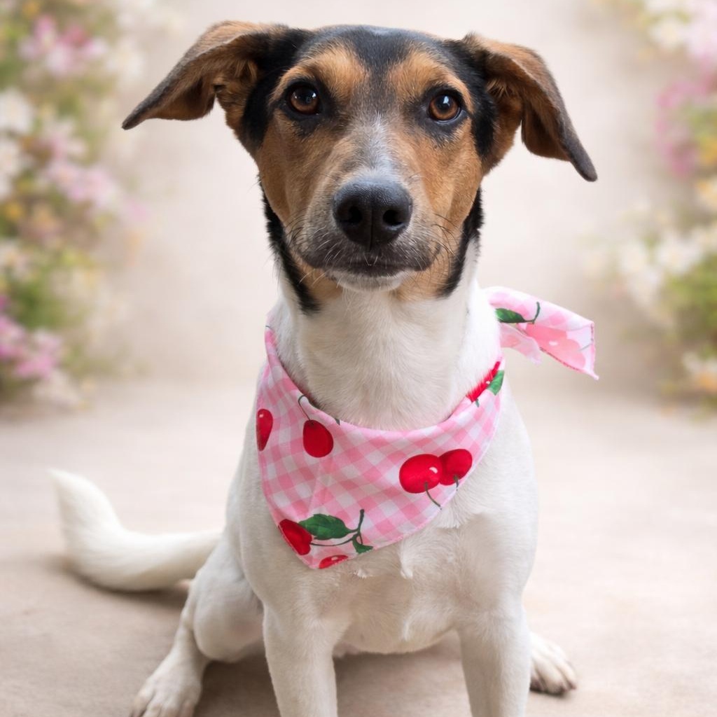 Yeti, ADOPTABLE, Young Female Hound.