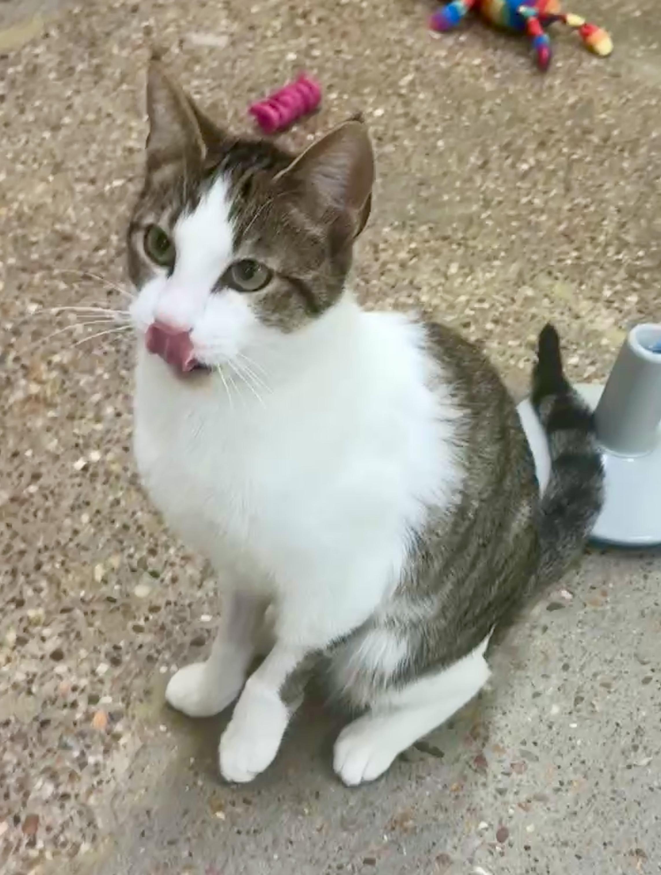 Enlarge Titos (people/baby lover), a Adoptable Domestic Short Hair in Houston, TX image 5/6