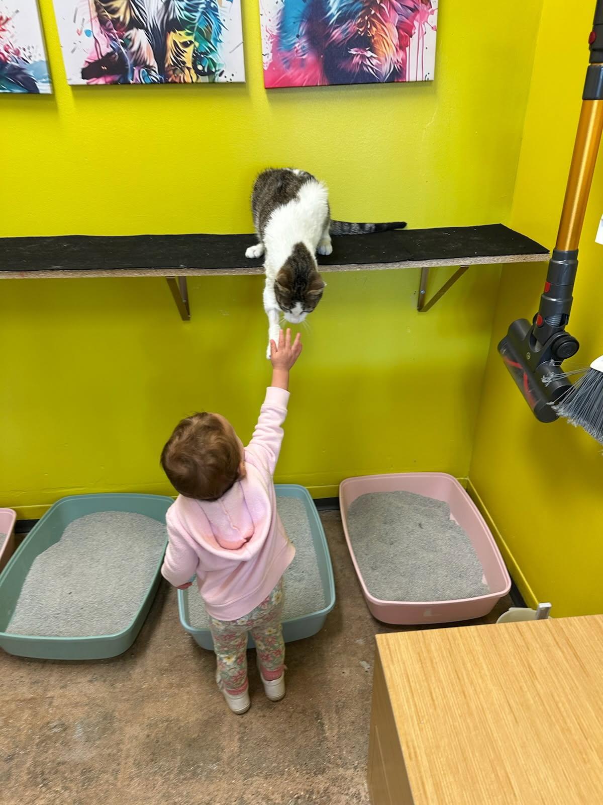 Enlarge Titos (people/baby lover), a Adoptable Domestic Short Hair in Houston, TX image 3/6