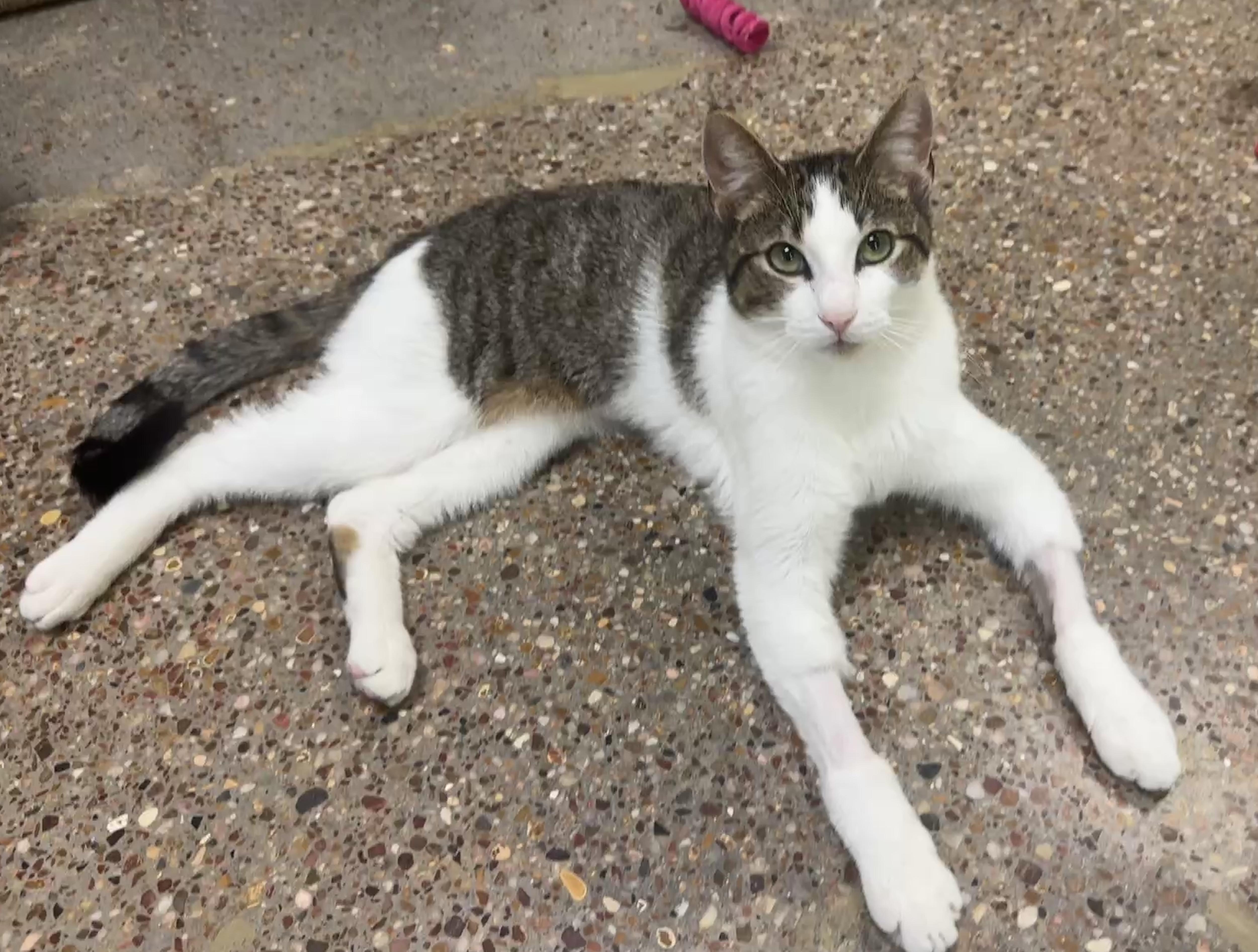 Enlarge Titos (people/baby lover), a Adoptable Domestic Short Hair in Houston, TX image 4/6