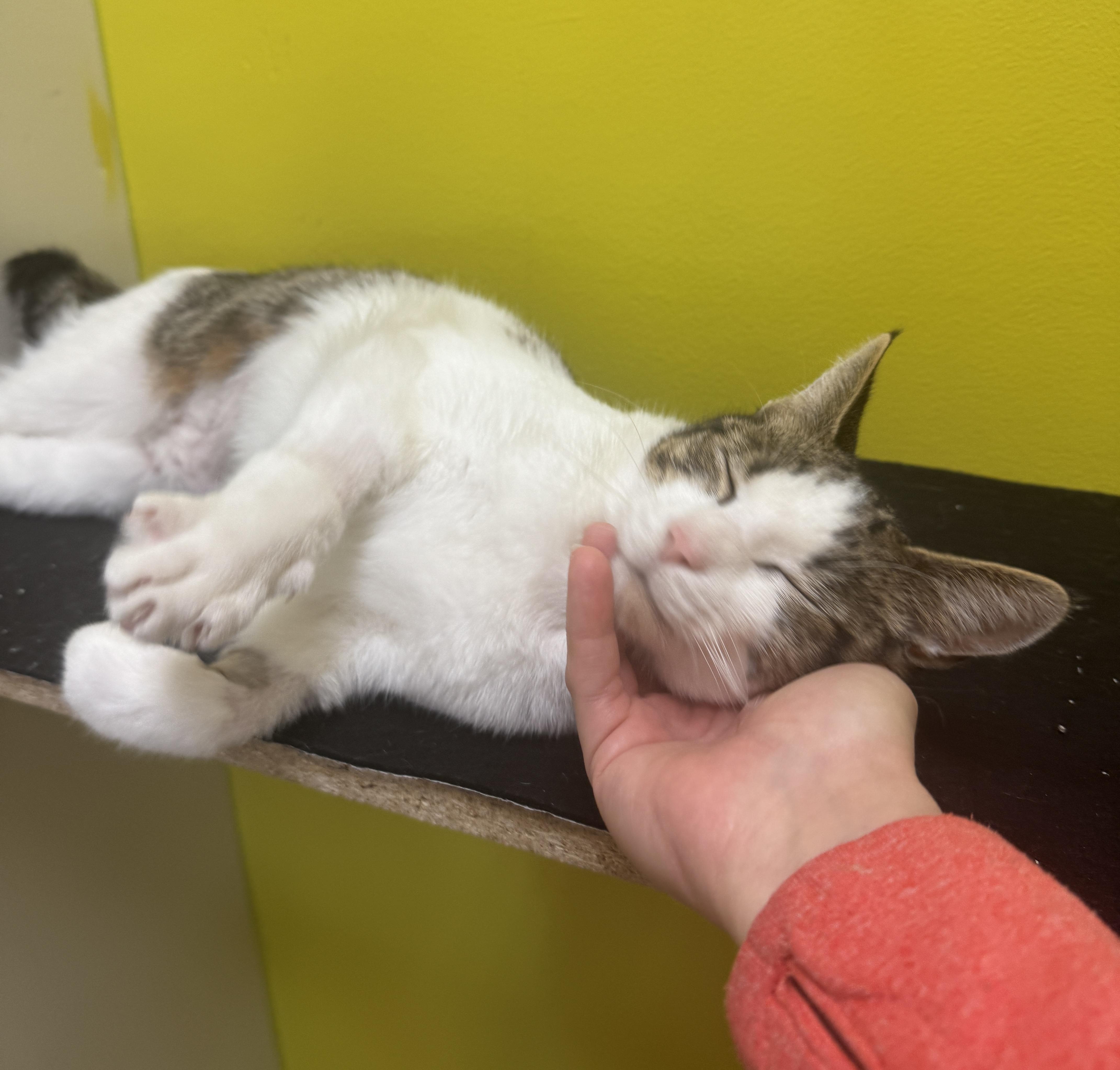 Enlarge Titos (people/baby lover), a Adoptable Domestic Short Hair in Houston, TX image 2/6