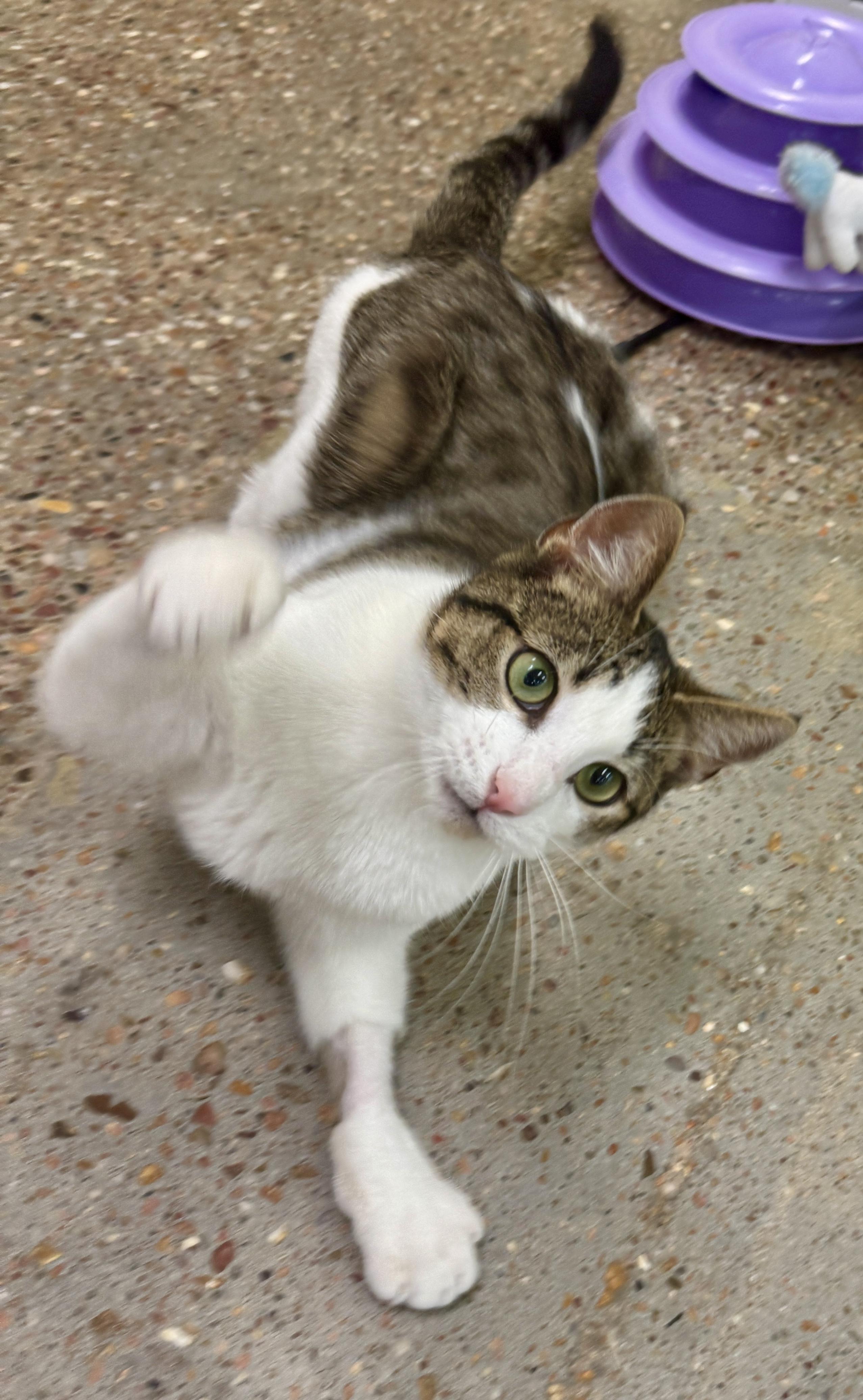 Enlarge Titos (people/baby lover), a Adoptable Domestic Short Hair in Houston, TX image 6/6