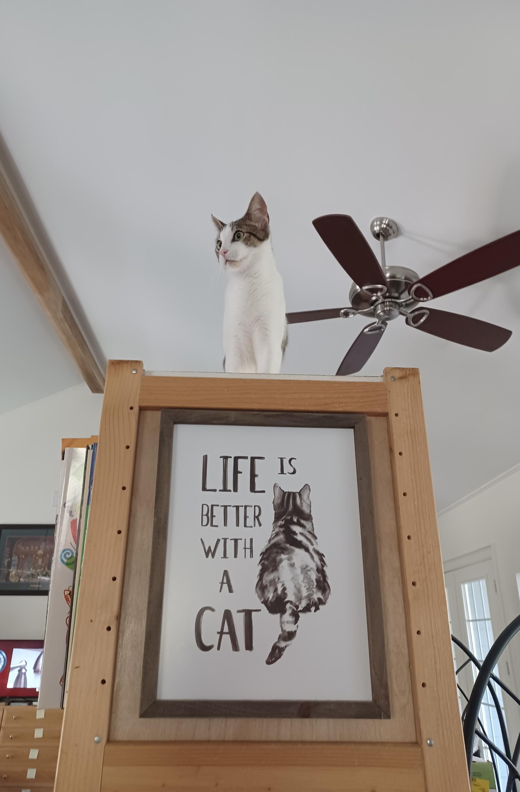 Titos (people/baby lover), Adoptable, Kitten Male Domestic Short Hair.