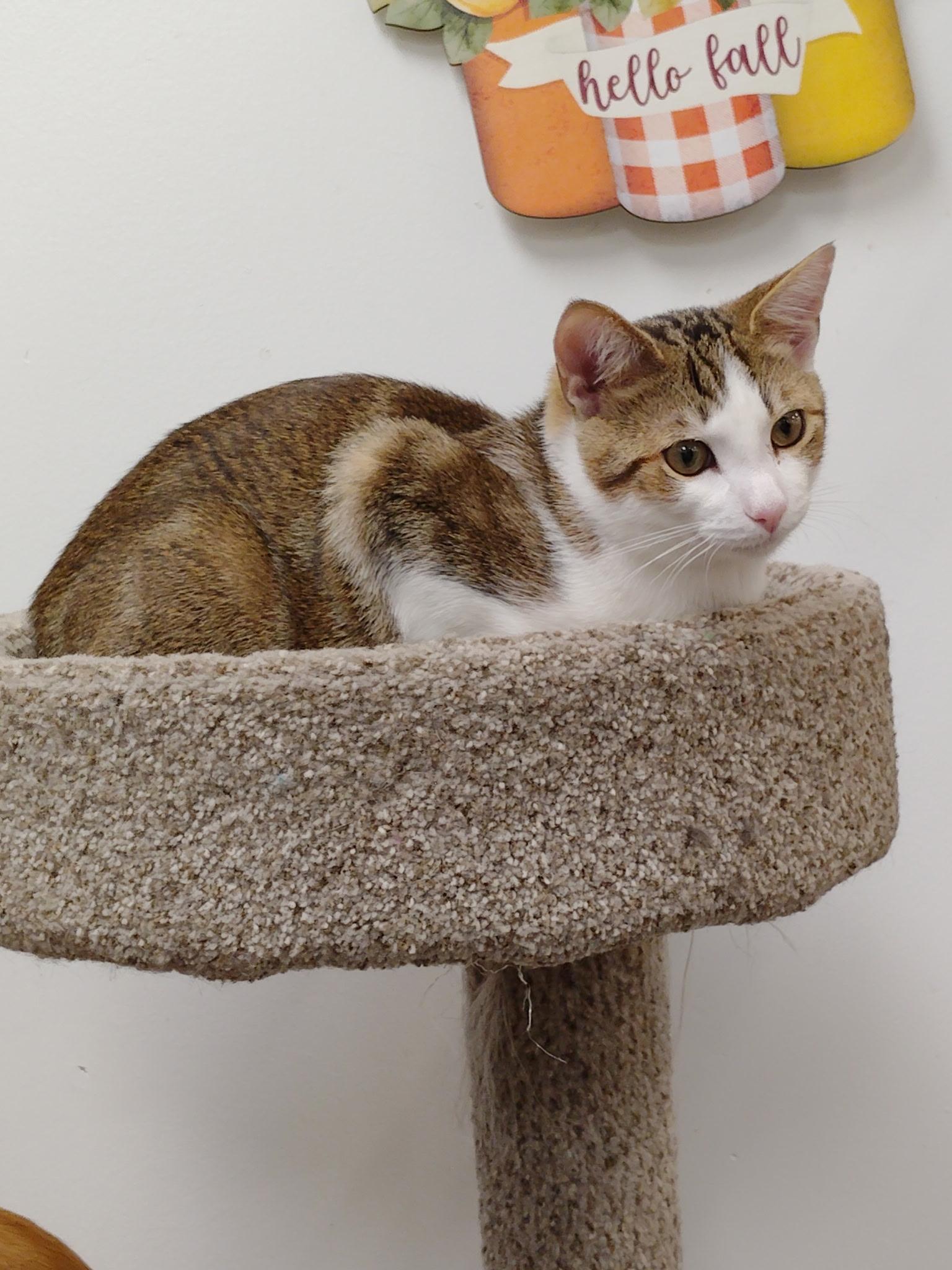 Enlarge Petey, a Adoptable Tabby in Rock Hill, SC image 1/2