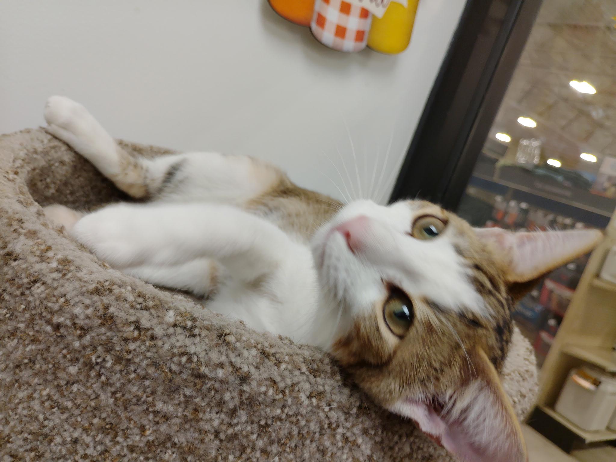 Enlarge Petey, a Adoptable Tabby in Rock Hill, SC image 2/2