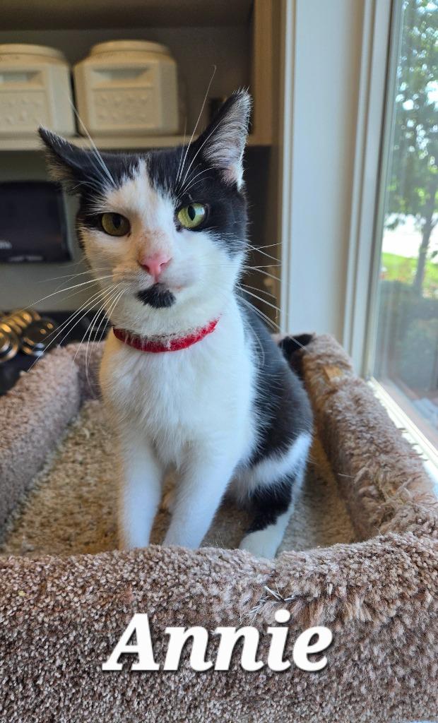 Annie, Adoptable, Young Female Domestic Short Hair.