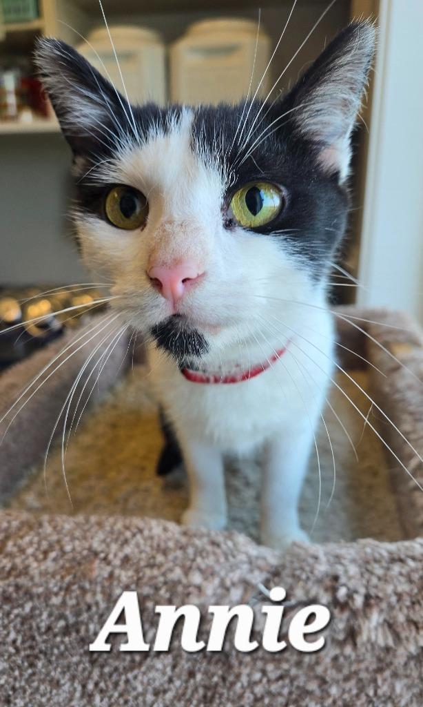 Annie, a Adoptable mixed breed in Sidney, OH image 3/4