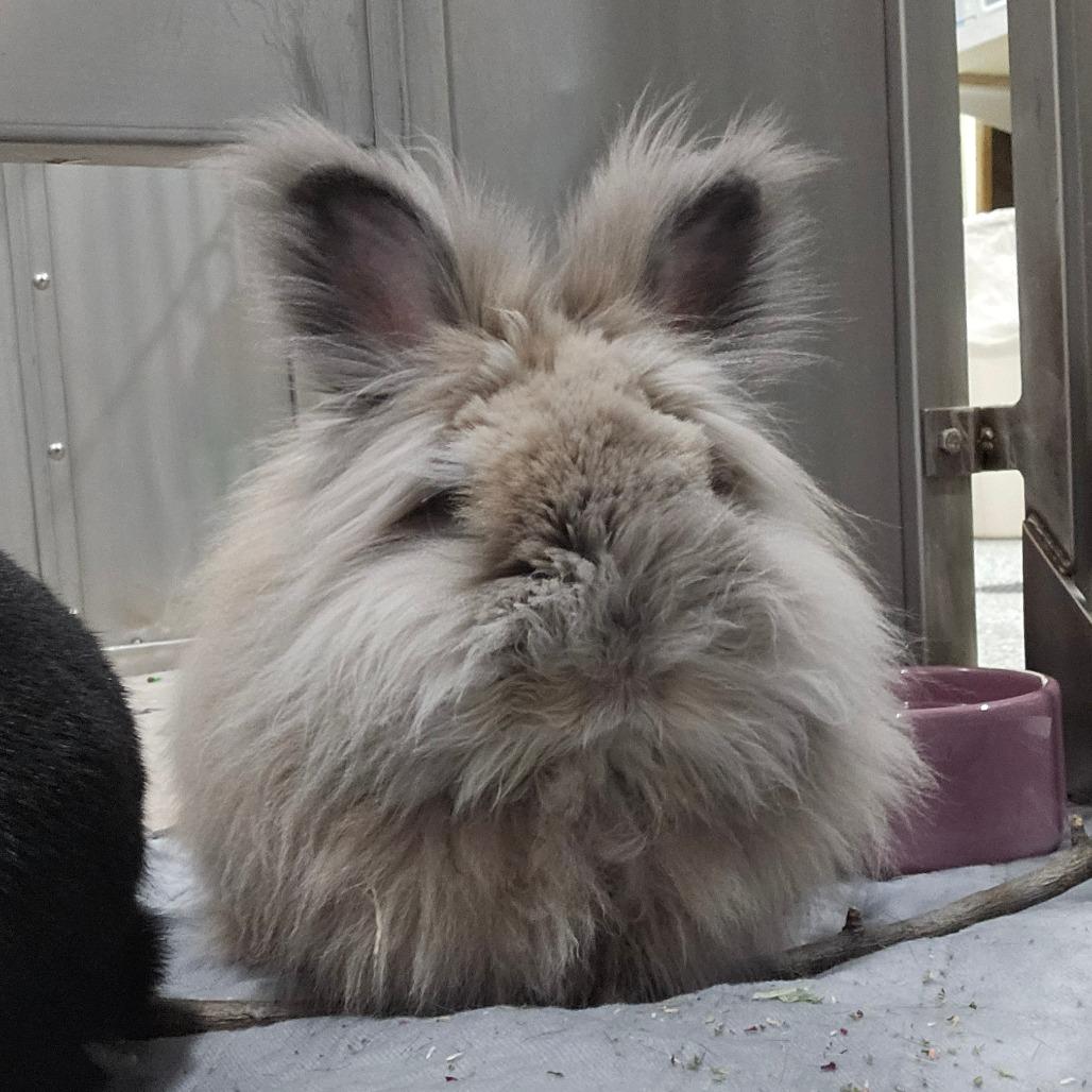 Sebastian, Adoptable, Adult Male Lionhead.
