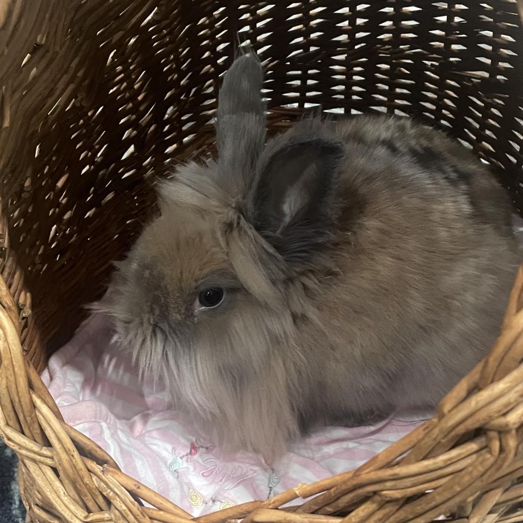 Sebastian, a Adoptable Lionhead in Brookfield, WI image 2/3