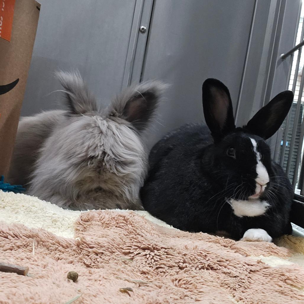 Sebastian, a Adoptable Lionhead in Brookfield, WI image 3/3
