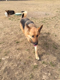 Sophia, a Adoptable German Shepherd Dog in Round Rock, TX image 1/6