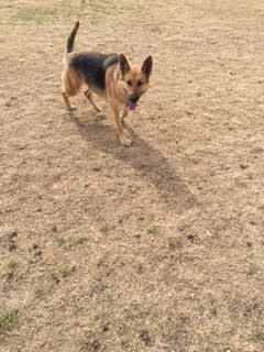 Sophia, a Adoptable German Shepherd Dog in Round Rock, TX image 2/6