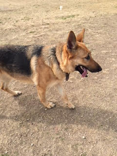 Sophia, a Adoptable German Shepherd Dog in Round Rock, TX image 3/6