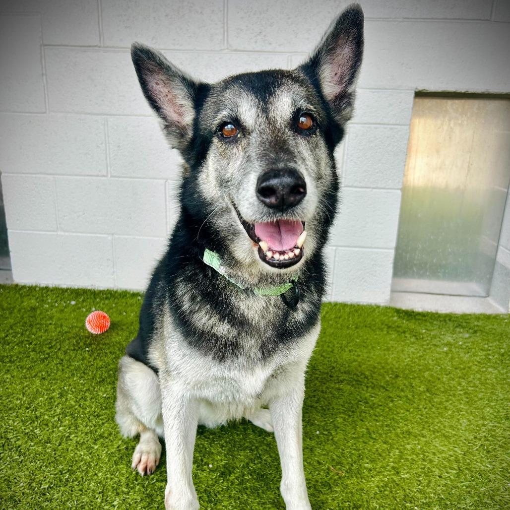 Enlarge Saphira, a Adoptable mixed breed in Englewood, FL image 1/4