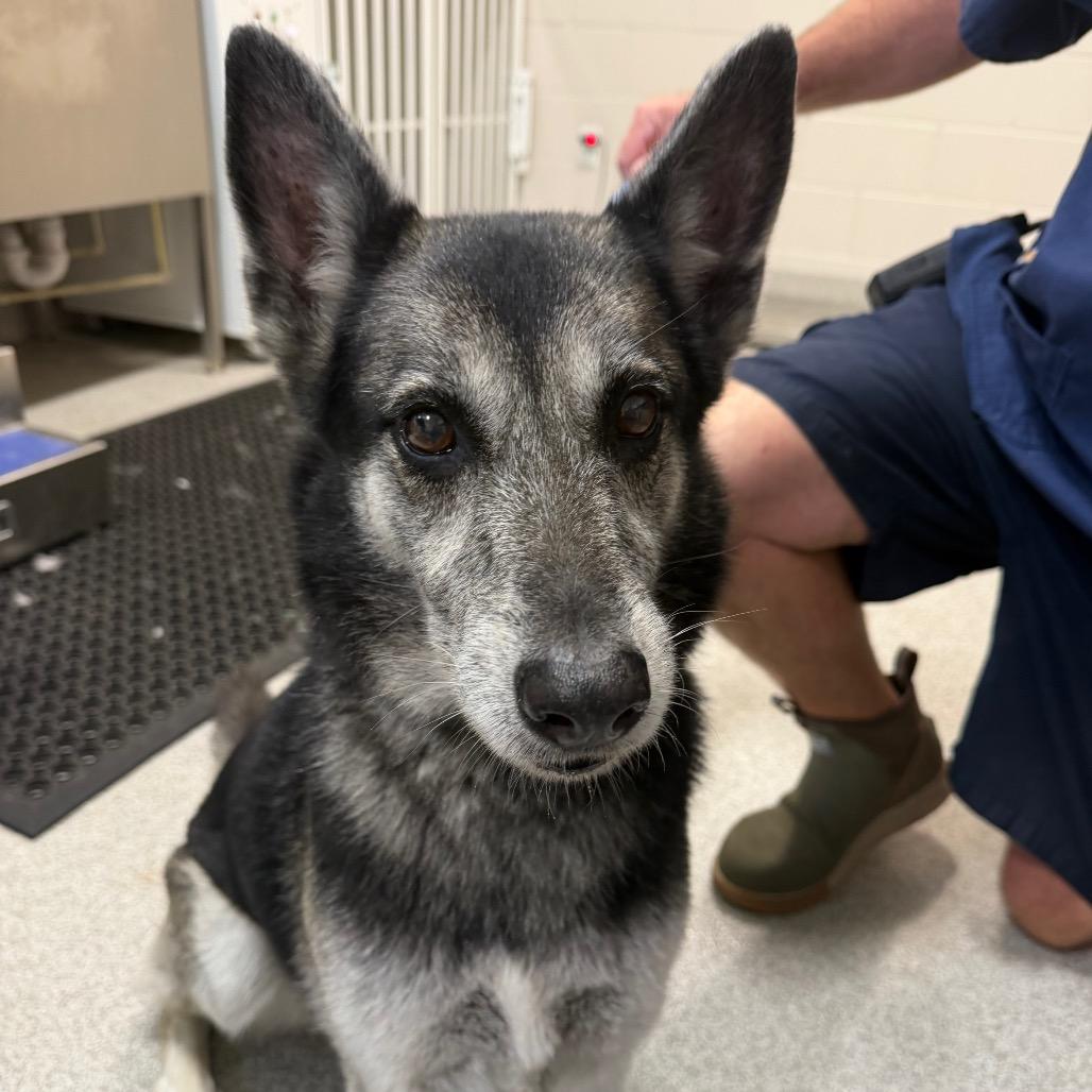 Enlarge Saphira, a Adoptable mixed breed in Englewood, FL image 2/4