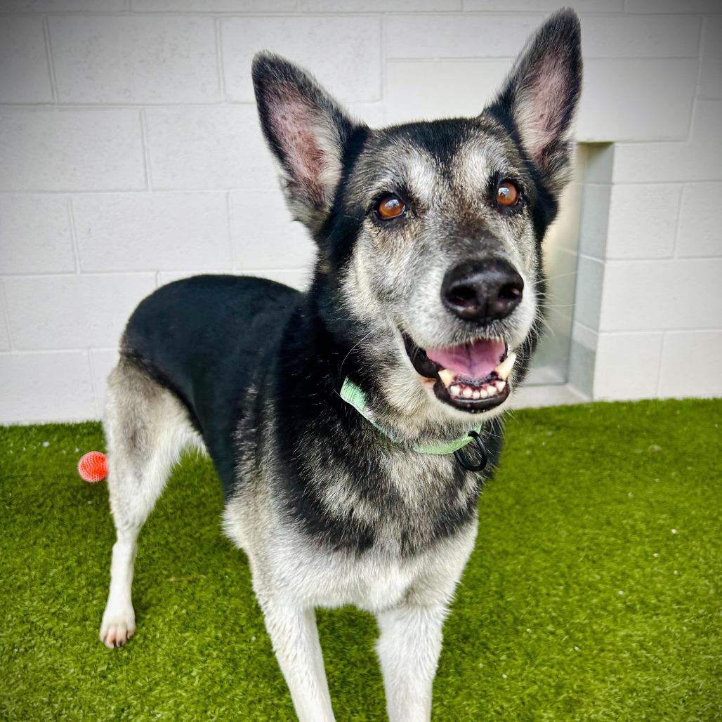 Enlarge Saphira, a Adoptable mixed breed in Englewood, FL image 3/4