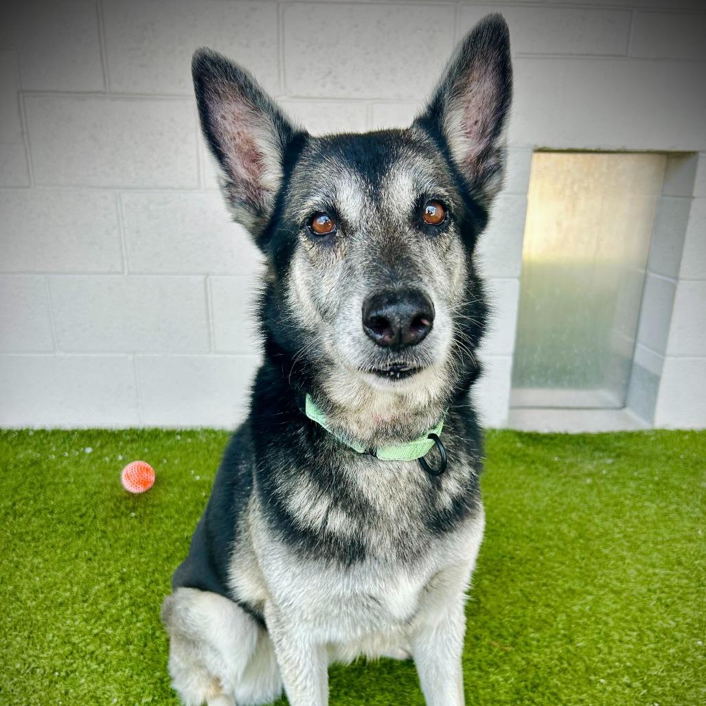 Enlarge Saphira, a Adoptable mixed breed in Englewood, FL image 4/4