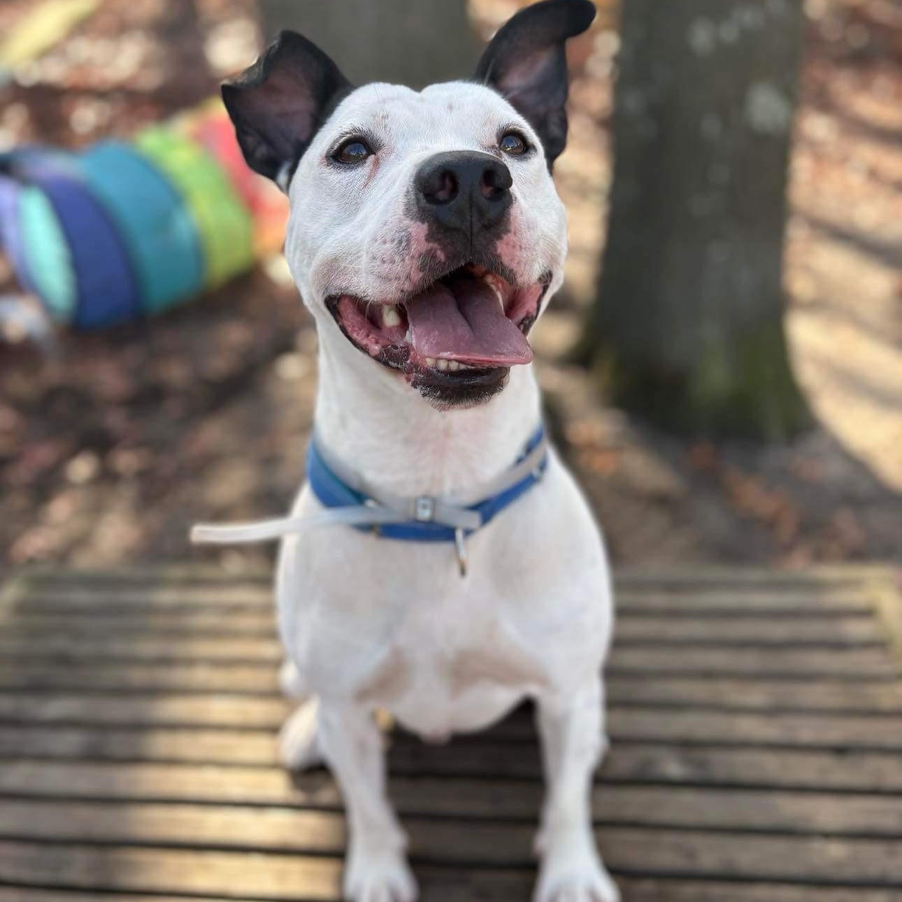 Bolt, an adopted Mixed Breed in Brookhaven, NY image 2/5