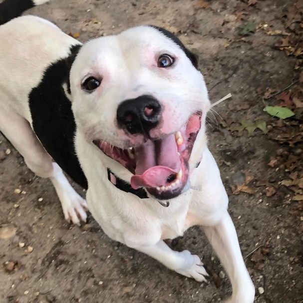 Bolt, an adopted Mixed Breed in Brookhaven, NY image 4/5