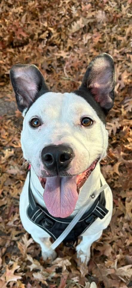 Bolt, an adopted Mixed Breed in Brookhaven, NY image 1/5