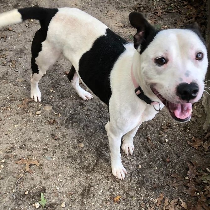Bolt, an adopted Mixed Breed in Brookhaven, NY image 3/5