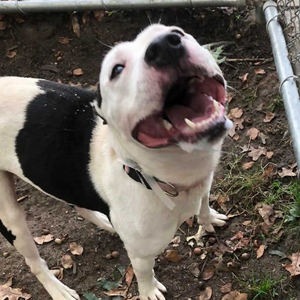 Bolt, an adopted Mixed Breed in Brookhaven, NY image 5/5