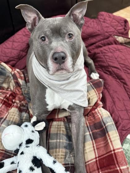 Enlarge Buster, a ADOPTABLE mixed breed in Worcester, MA image 1/1