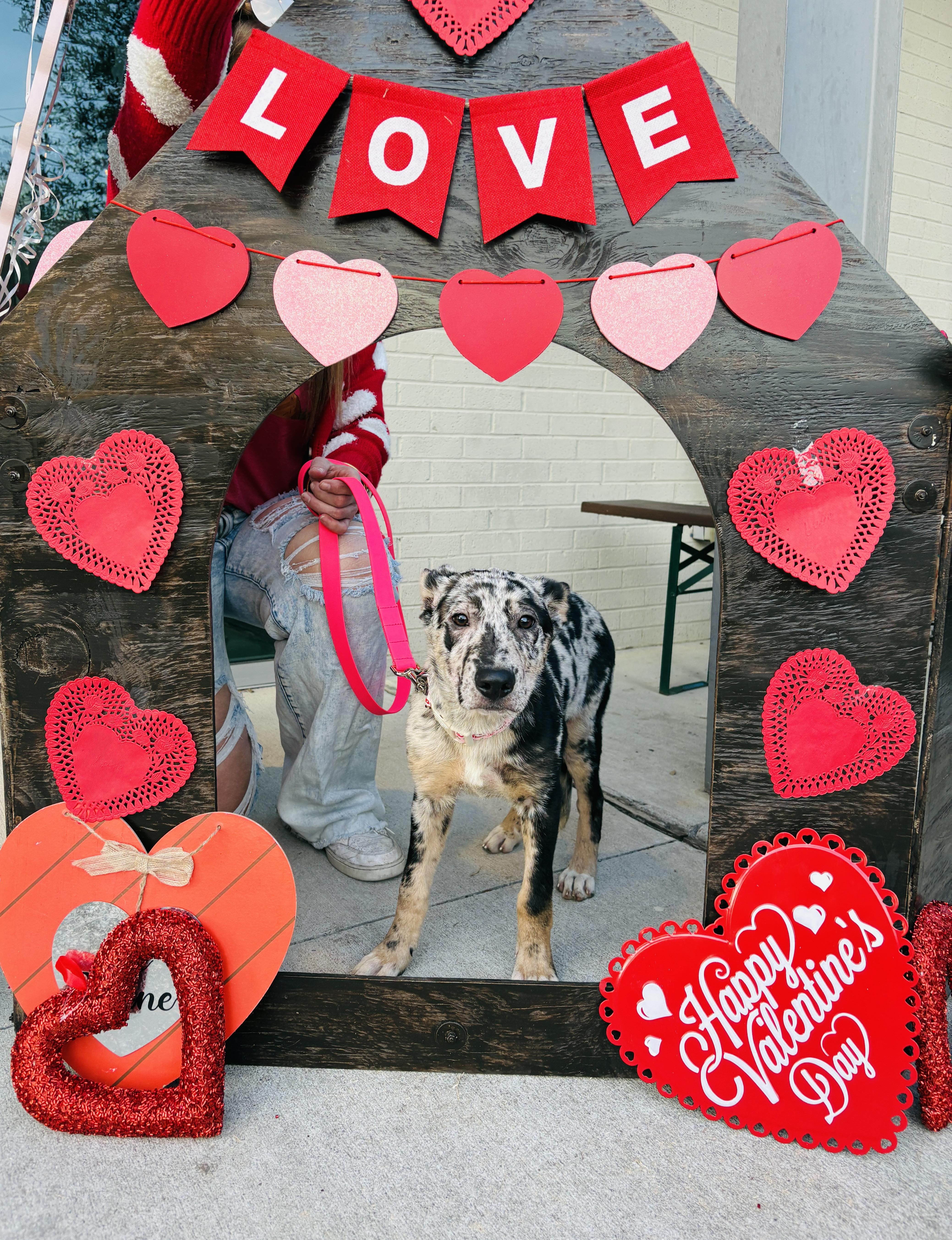 Enlarge Tiana , a Adoptable mixed breed in Dallas, TX image 2/6