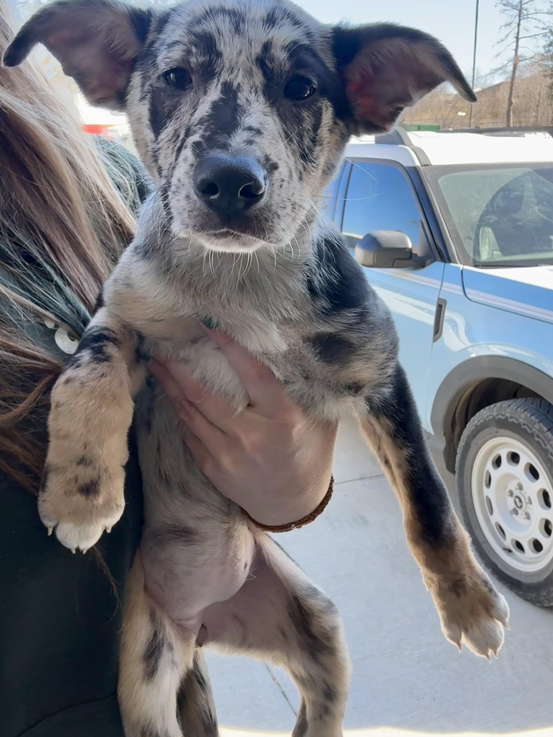 Enlarge Tiana , a Adoptable mixed breed in Dallas, TX image 6/6