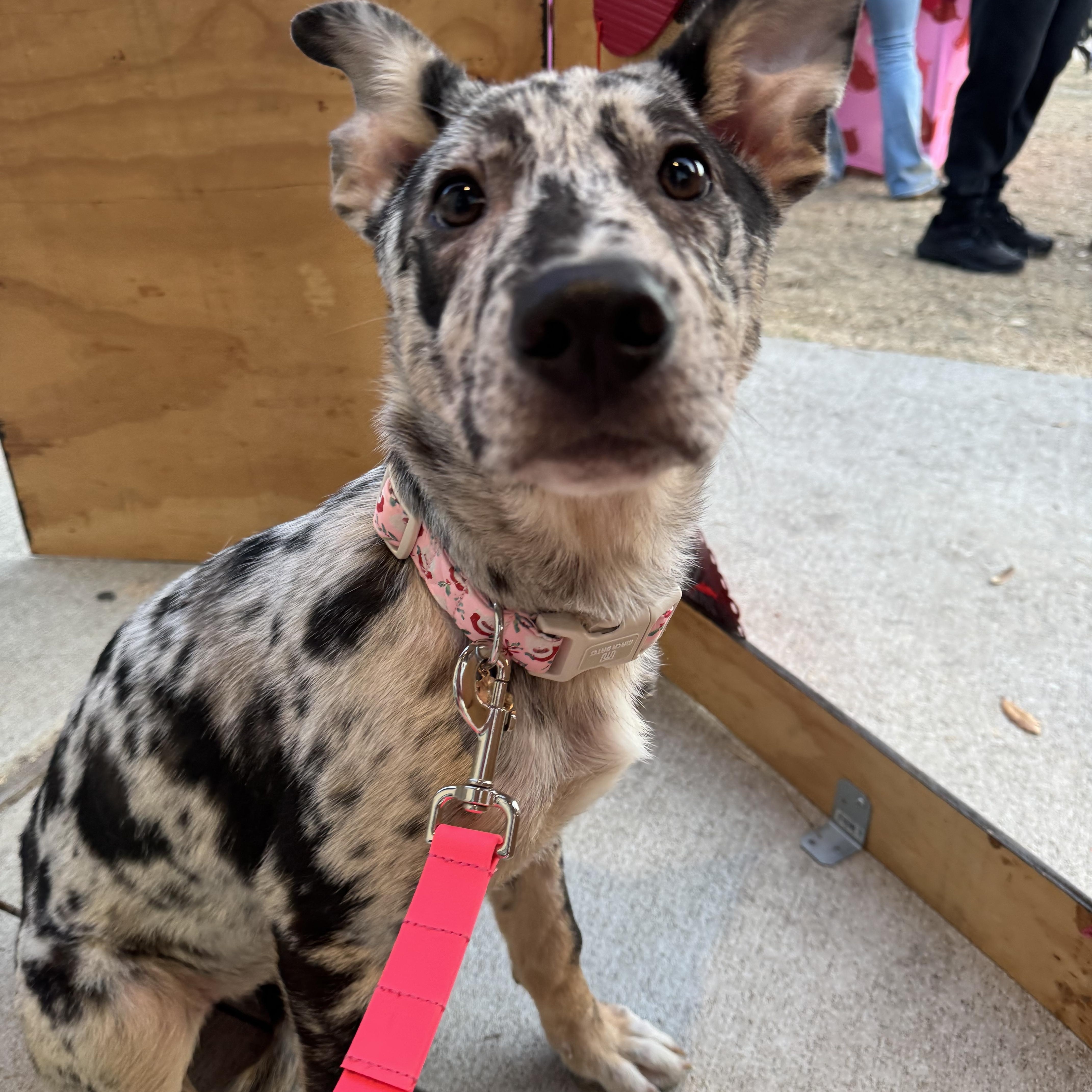 Enlarge Tiana , a Adoptable mixed breed in Dallas, TX image 3/6